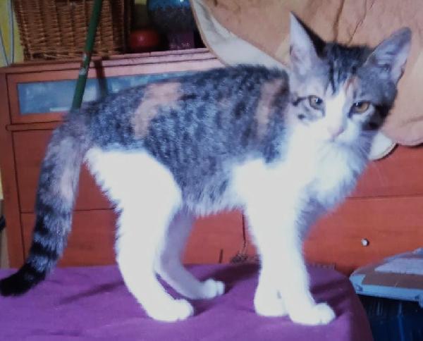 Lilly, Gattina Di 4 Mesi A Biella